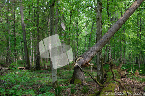 Image of Rich deciduous forest in springtime ligh