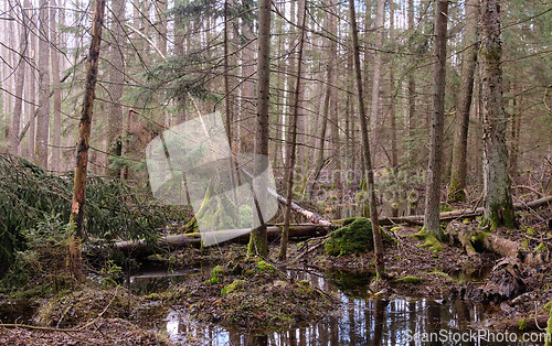 Image of Springtime alder-bog forest