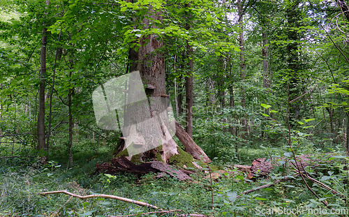 Image of Summertime deciduous stand with old broken spruces