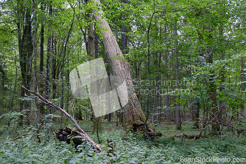 Image of Rich deciduous forest in springtime ligh