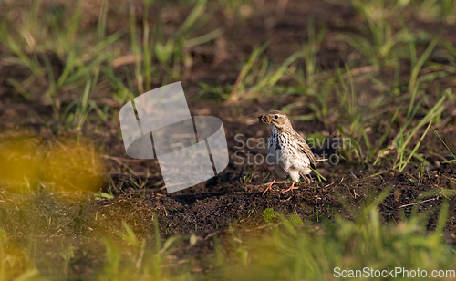 Image of Skylark( Alauda arvensis) with prey