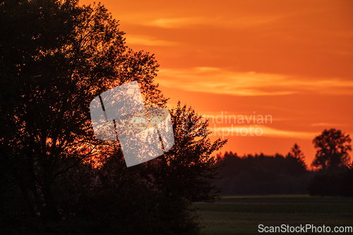 Image of Vivid susnset with trees in foreground