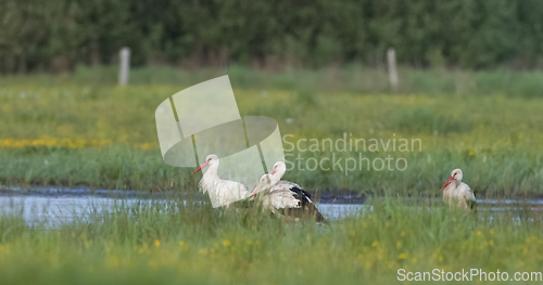 Image of Group of White Stork(Ciconia ciconia) in meadow