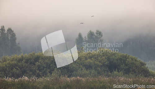 Image of Misty sunrise over abandoned meadow