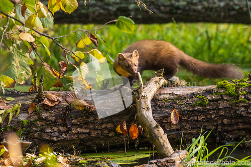 Image of Pine Marten (Martes martes) close to water