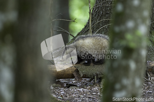 Image of Badger(Meles meles) next to stump