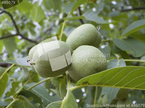 Image of walnut tree