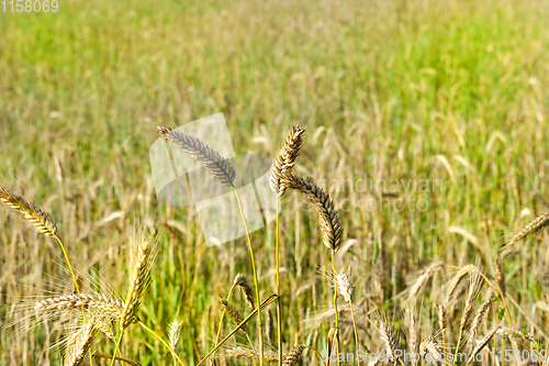 Image of ripe rye