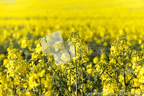 Image of flowering rape