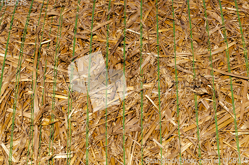 Image of straw of wheat
