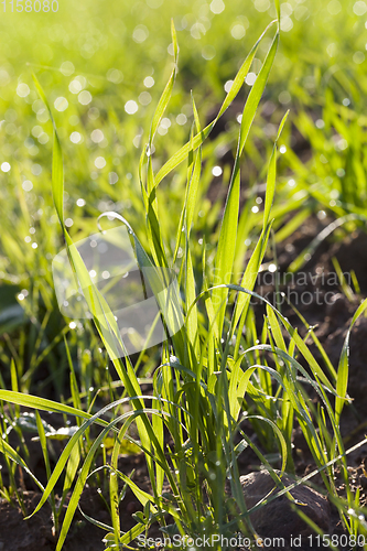 Image of green grass