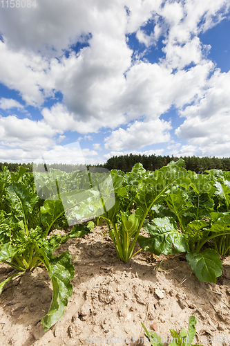 Image of green beet tops