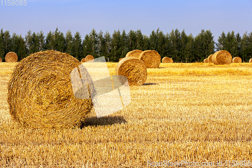 Image of many straw stacks