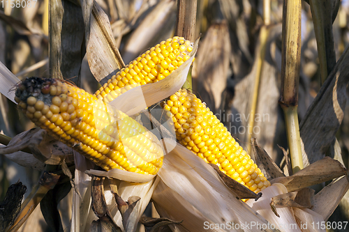 Image of several yellow corn