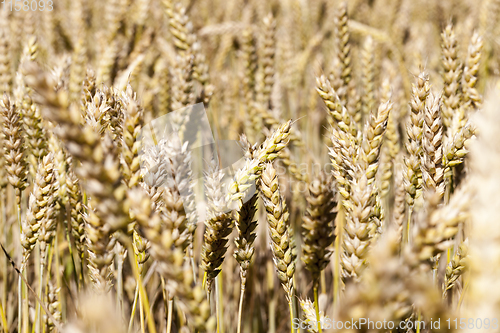 Image of yellowed cereals