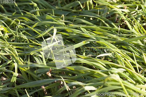 Image of green sprouts of grass