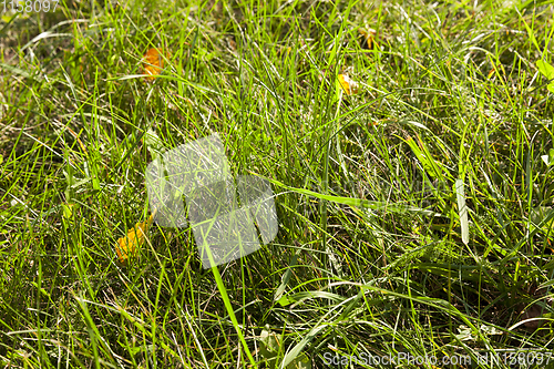 Image of green grass