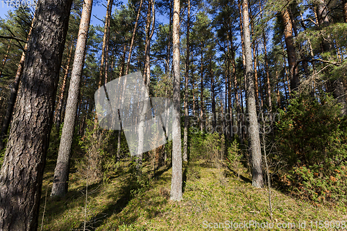 Image of autumn forest, landscape