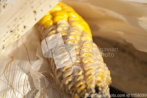 Image of yellow corn