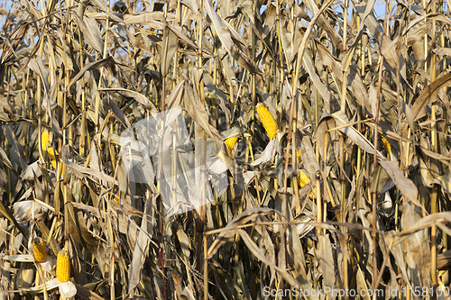 Image of corn cob