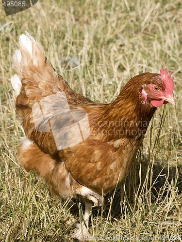 Image of Hen