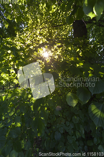 Image of Deciduous trees