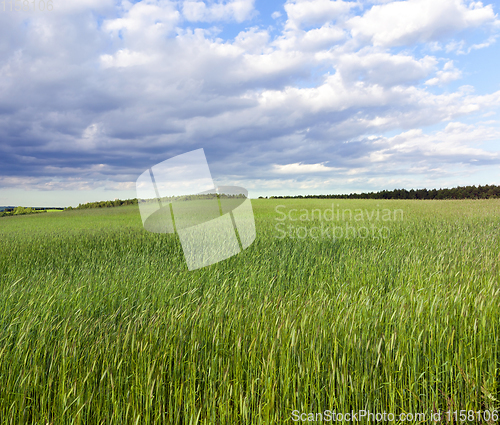 Image of summer landscape