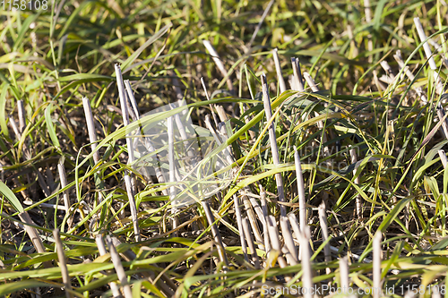 Image of grass and wheat