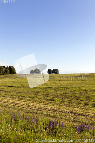 Image of summer landscape