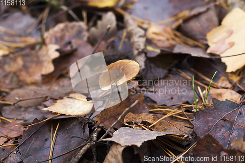 Image of poisonous mushroom