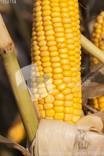 Image of ripe corn