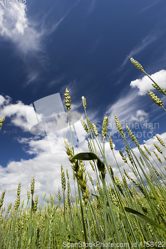 Image of green spikelets of wheat