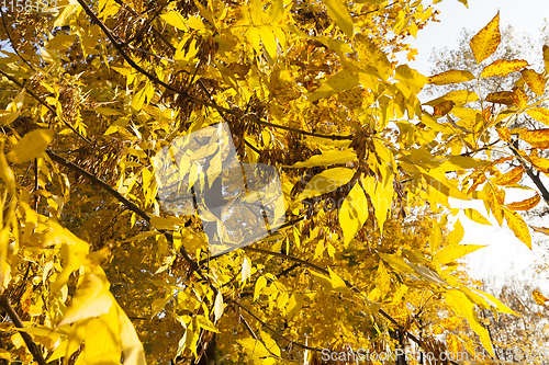 Image of ash tree