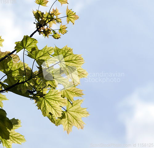 Image of maple leaves