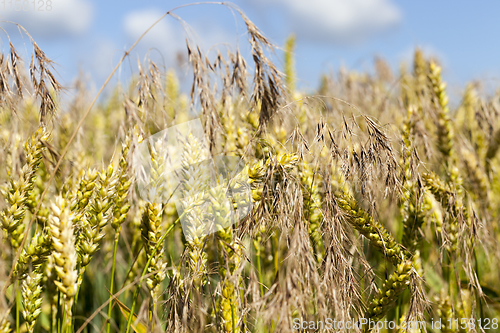 Image of agricultural field