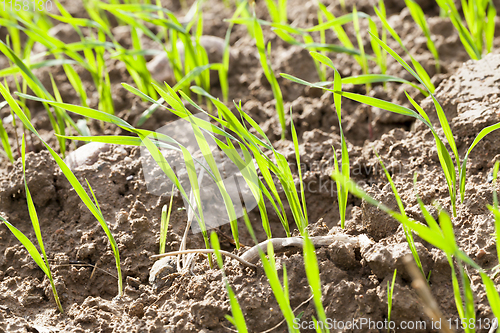 Image of green wheat