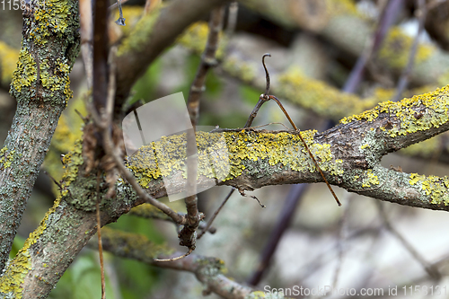 Image of young tree branches