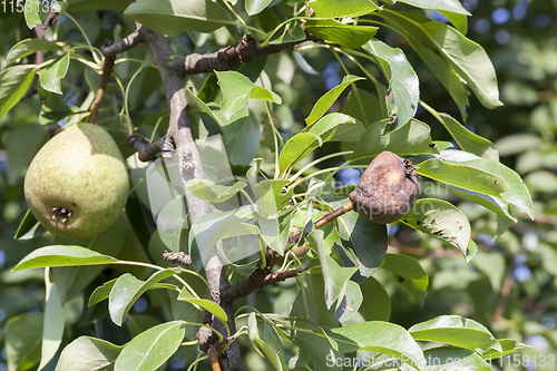 Image of pear tree