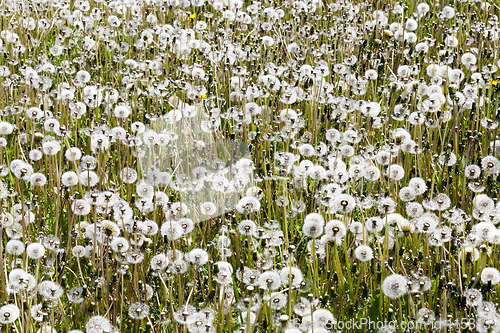 Image of spring meadow