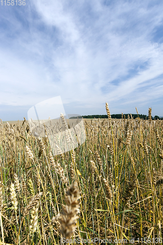 Image of large field