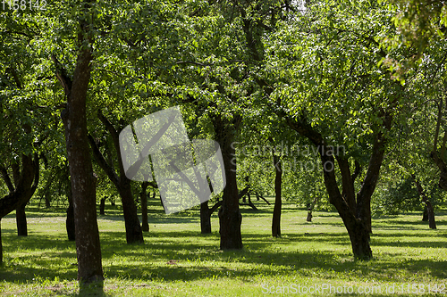 Image of deciduous trees