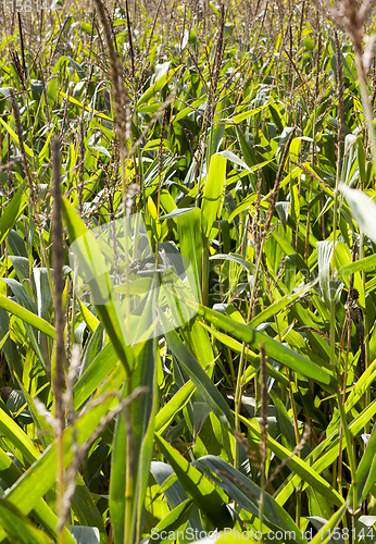 Image of green corn