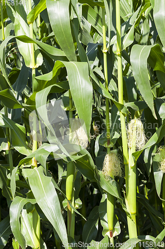 Image of young corn