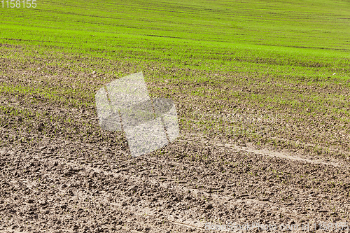 Image of green wheat