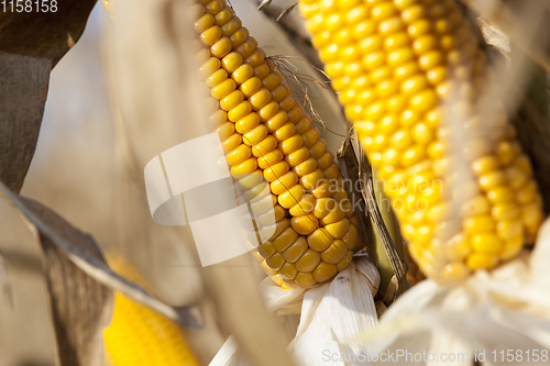 Image of yellow cob of ripe corn