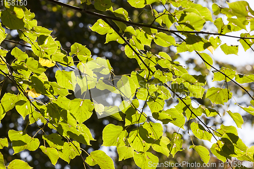 Image of green linden leaves