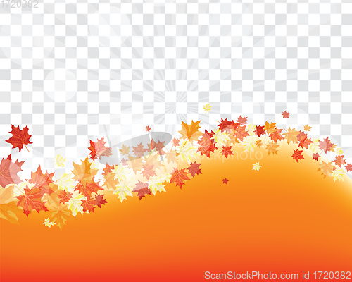 Image of Maple leaves on transparency grid