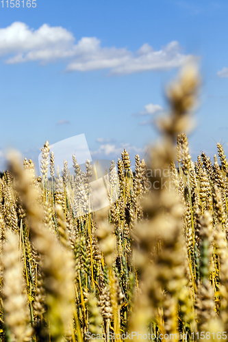 Image of sunlit field