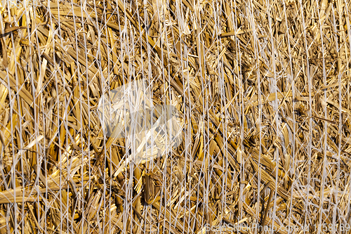 Image of bound straw