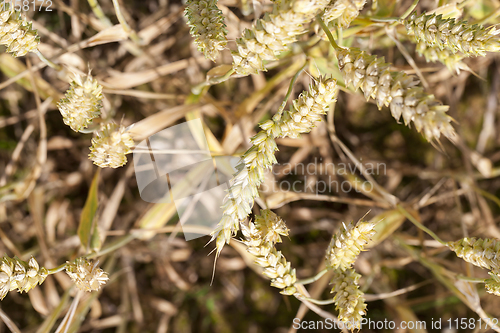 Image of ears of cereals